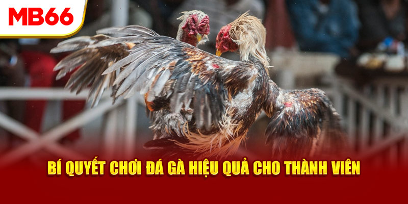 Bí quyết chơi đá gà hiệu quả cho thành viên