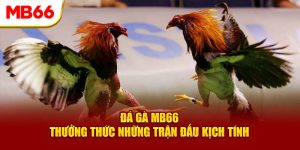 Đá Gà Mb66 - Thưởng Thức Những Trận Đấu Kịch Tính, Thú Vị