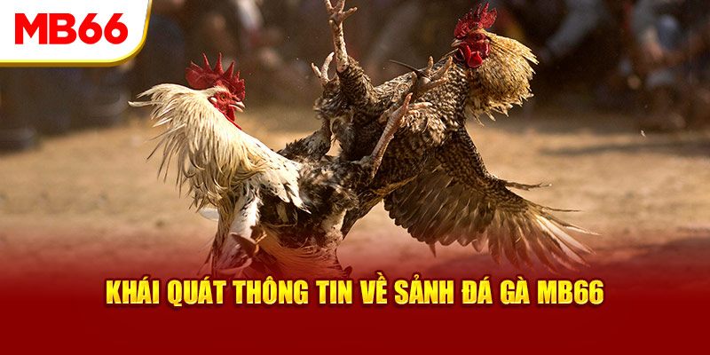 Khái quát thông tin về sảnh đá gà MB66