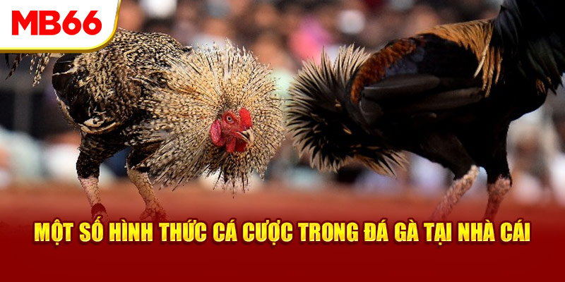 Bí quyết chơi đá gà hiệu quả cho thành viên